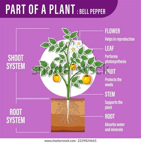 Diagram Showing Parts Plant Illustration Stock Vector (Royalty Free ...