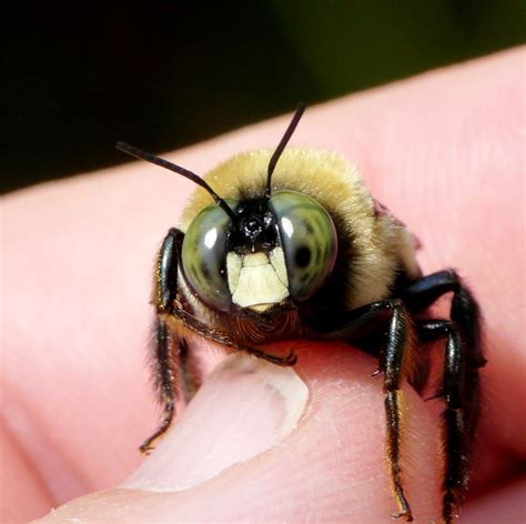 All Buzz. No Sting. Carpenter Bees Do Just What Their Name Suggests ...