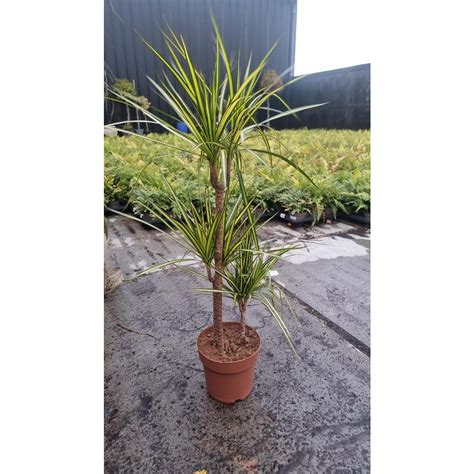 Dracaena Marginata Sunray Dragon Tree