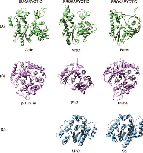 Structural Comparison Of Eukaryotic And Prokaryotic Cytoskeletal