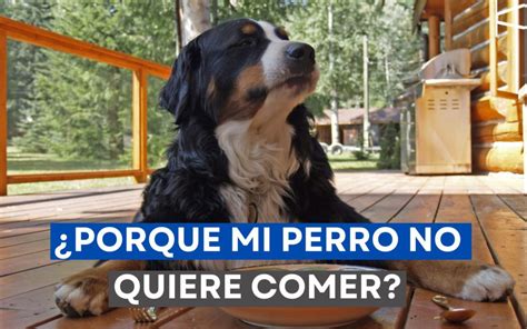 Porque mi perro no quiere comer Guía de Razas de Perros