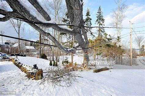 Cutting Down Large Trees Photos and Premium High Res Pictures - Getty ...