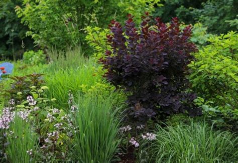 14 Drought Tolerant Shrubs That Can Thrive Even In Hot And Dry Conditions