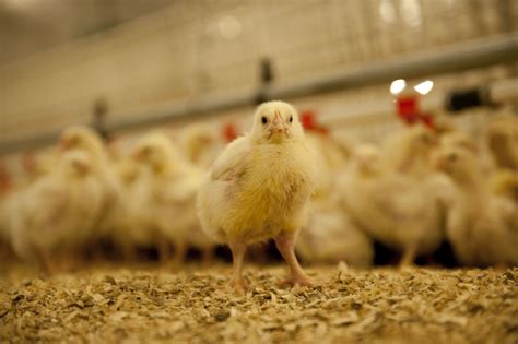 Improve Broiler Performance With Flexible Feed Formulation Poultry