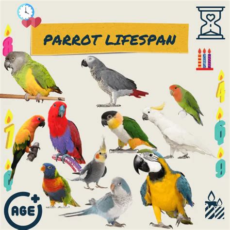 Parrot lifespan - What is the average lifespan of a parrot