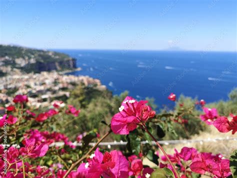 Foto De Un Fiore Una Viola Rosa Catturata Sul Belvedere Di San