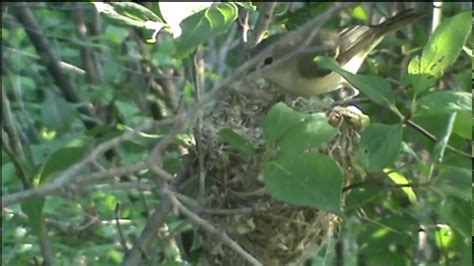 Nesting Behavior Of Bells Vireo In Nebraska Youtube