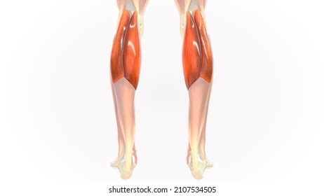 Biceps Femoris Long Head Muscle Anatomy Stock Illustration 2107534505 ...