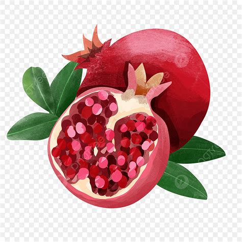 Pomegranate Fruit Png Picture Pomegranate Fruit Watercolor Style Cut