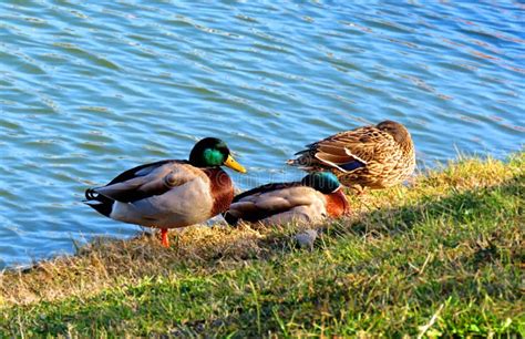 Three Ducks By The Lake Stock Photo Image Of Water 140113706