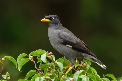 Javan Myna Acridotheres Javanicus