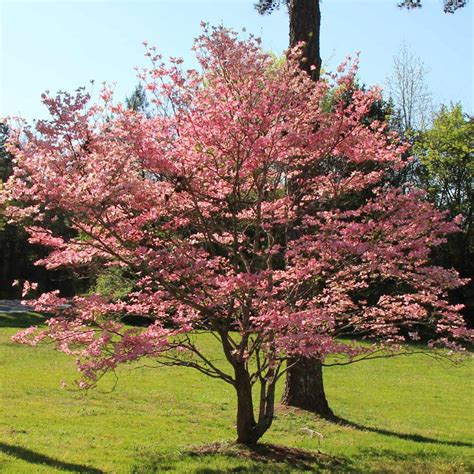 Red Dogwood Trees for Sale | BrighterBlooms.com