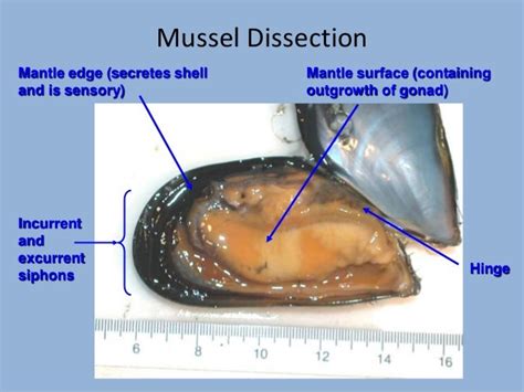 Mussel Dissection