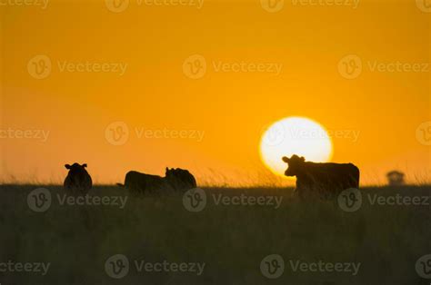 a cow standing in a field at sunset 26596429 Stock Photo at Vecteezy