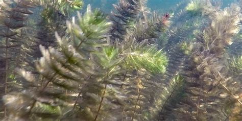 Submerged Freshwater Aquatic Plants Identification