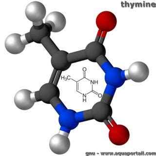 Thymine D Finition Et Explications