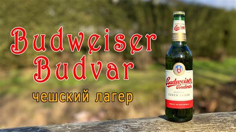 Budweiser Budvar Обзор на лучший Чешский лагер Будвайзер 2024 YouTube