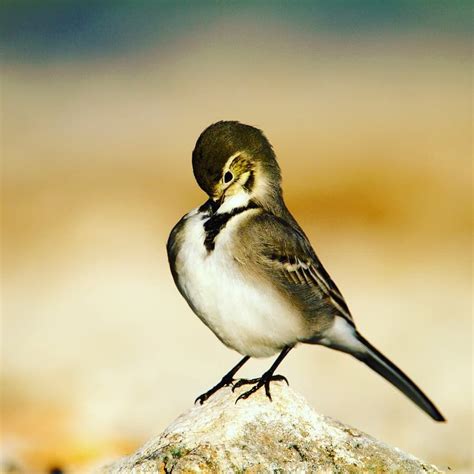 Wagtail at rest, during long and exhausting migration 🐦 #wagtail #vranskojezero #životinje # ...