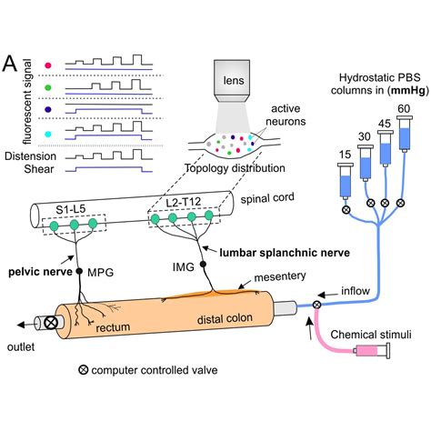 Calcium Imaging Of Mouse Dorsal Root Ganglion DRG Neurons In Response