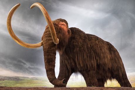 Manny Woolly Mammoth Ice Age - Inter disciplina