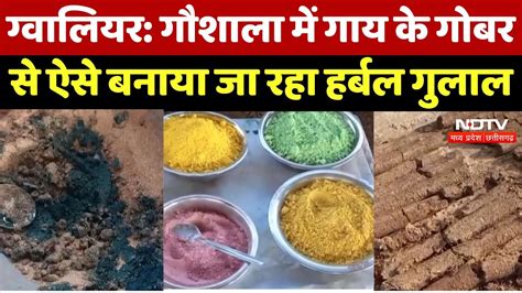 Gwalior गौशाला में गाय के गोबर से ऐसे बनाया जा रहा Herbal Gulal Mp