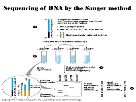 Ppt Dna Sequencing Powerpoint Presentation Free Download Id149784