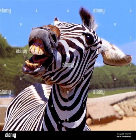 A Laughing African Zebra At The Zoo In Frejus Cote Dazurfrance Stock