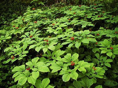 Wild American Ginseng Seed - Grow Your Own Root Nepal | Ubuy