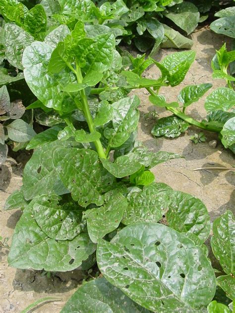 Indian Spinach World Crops Database