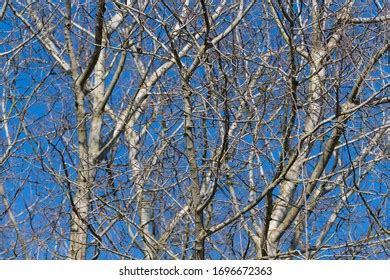 Naked Interwoven Beech Tree Branches On Stock Photo 1696672363