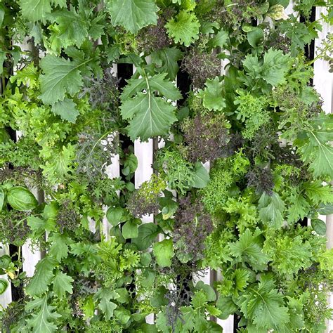 Future Fresh - 🌱🌿 Introducing our new CSA subscription, exclusively for