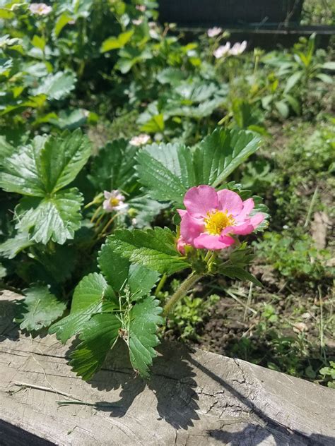 Strawberry Plant Free Stock Photo - Public Domain Pictures