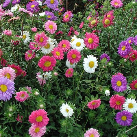 China Aster Single Mix Organic Seeds Sementes Vivas