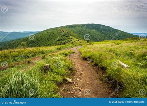 Grassy Ridge Bald In The Roan Mountain Highlands Stock Photo Image Of