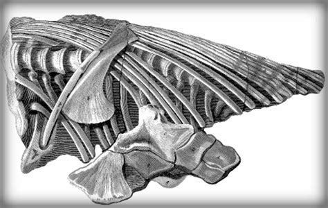 Mary Anning Discoveries Including Ichthyosaur Rocked Paleontology