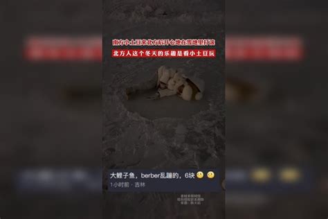 南方小土豆来北方后开心地在雪地里打滚，