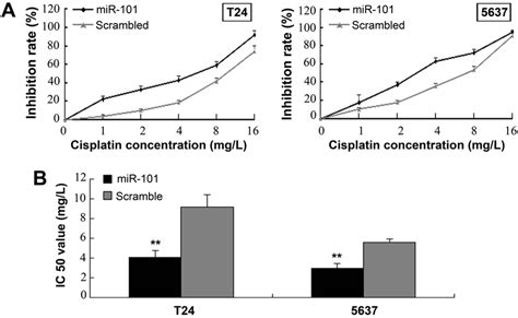 MiR 101 Overexpression Enhances Cisplatin Sensitivity Of T24 And 5637