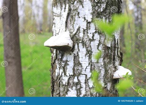 Árvores De Vidoeiro Branco Bonitas Na Mola Na Floresta Foto de Stock