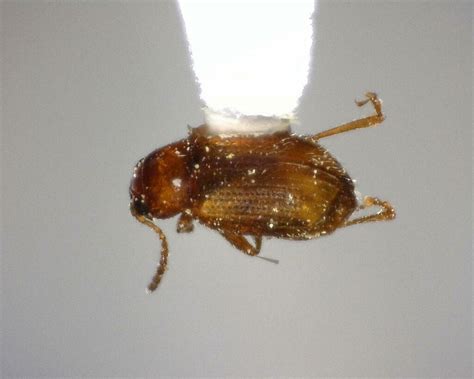 Beetles From Kimble County TX USA On July 14 2023 At 05 33 PM By