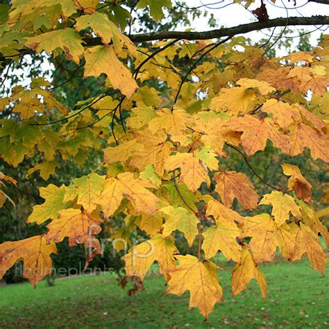 Acer Saccharum Sugar Maple Information Pictures And Cultivation Tips