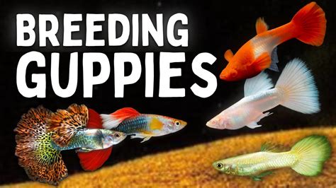 How To Breed Guppies Beginners Guide Youtube