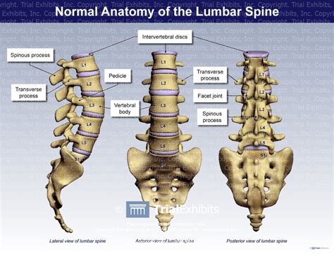 Normal Anatomy Of The Lumbar Spine Trialquest Inc