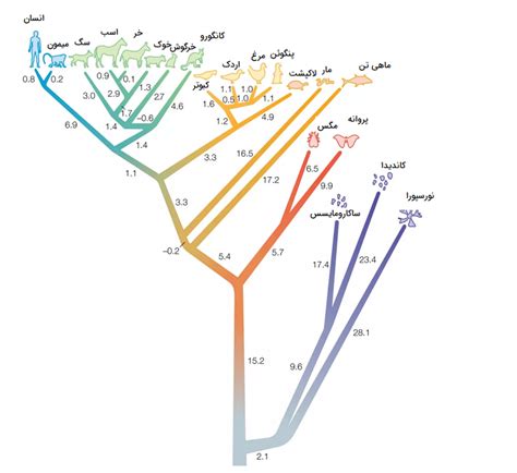 فیلوژنی و درخت فیلوژنیک هر آنچه باید بدانید فرادرس مجله
