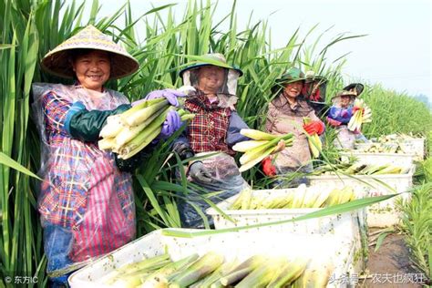 農村一種水生蔬菜是中國獨有，古時是六穀之一，現在吃正當時 每日頭條