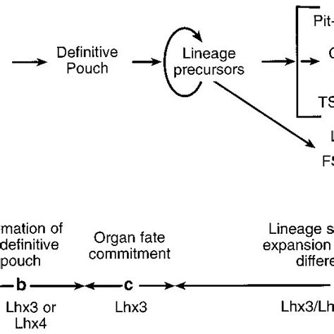 Schematic Illustration Of Ontogenetic Events Leading To Pituitary