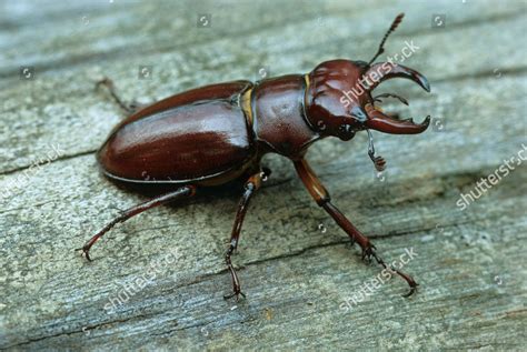 Stag Beetle Pseudolucanus Capreolus Adult Male Editorial Stock Photo