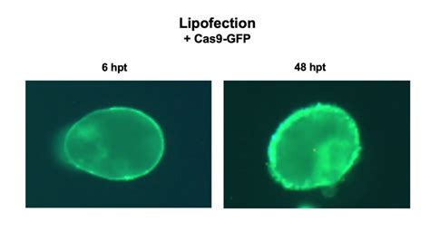 CRISPR Plants: New Non-GMO Method to Edit Plants - College of ...