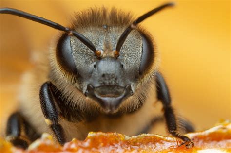 Découvrez l anatomie étonnante de l abeille