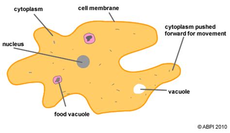 Cell Membrane Of Protozoa Structure : Functions and Diagram