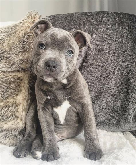 Purebred Bluenose Pitbull Puppies For Sale Pitbull Puppies For Sale